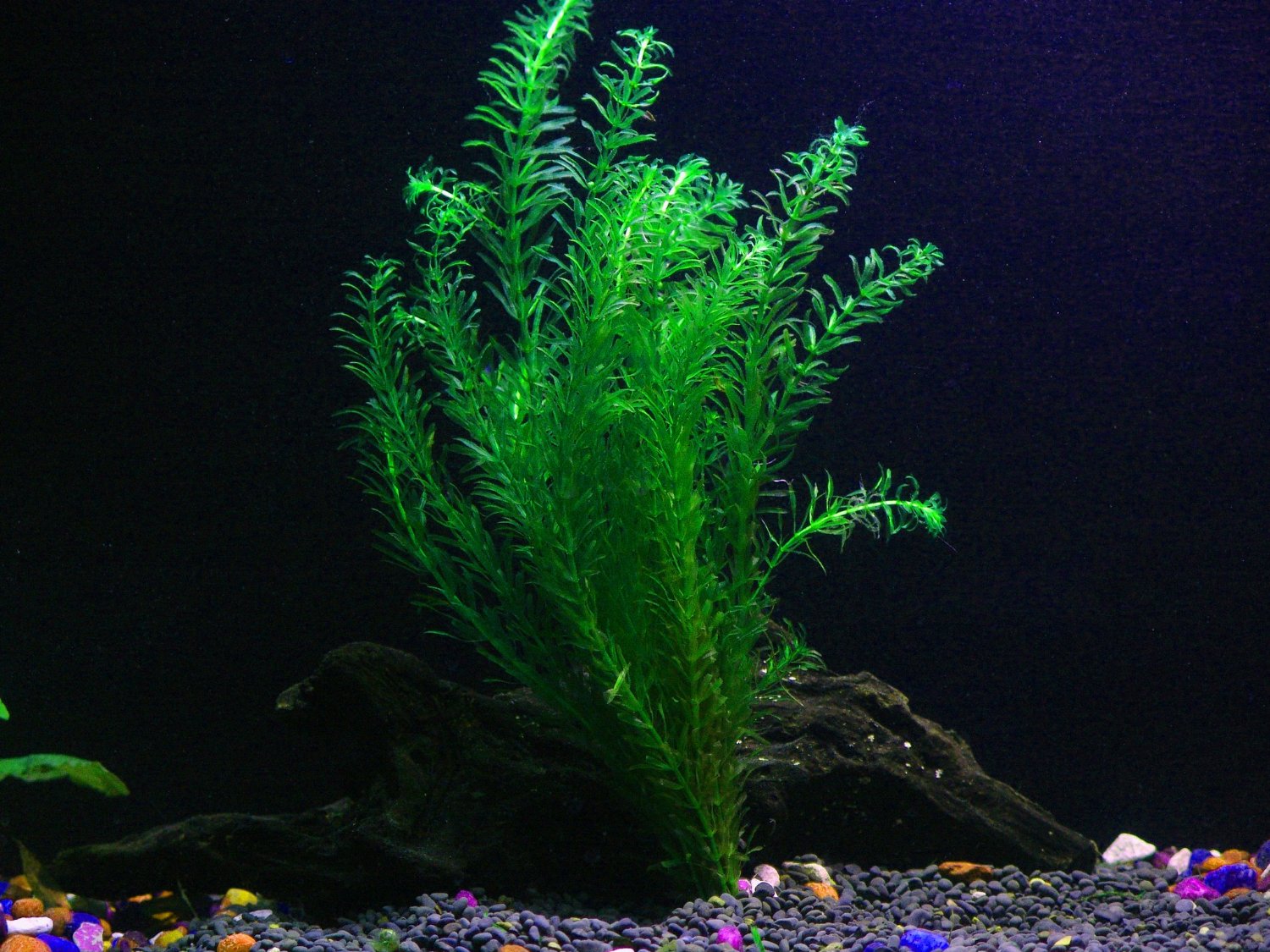 Aquarium plant
