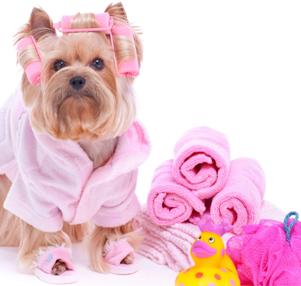 Pet grooming Services